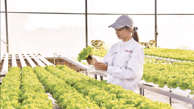 The Delco Farm smart farming model in Thuan Thanh Commune, Bac Ninh Province, is built and designed according to high-tech standards. (Photo: TUE NGHI)