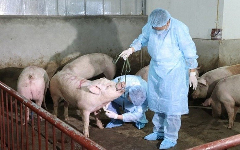 Since the beginning of this year, over 514 outbreaks have been reported in 28 out of 34 provinces and cities, with more than 30,000 pigs infected, killed or culled. (Illustrative photo: baochinhphu.vn)