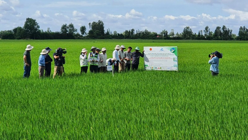 High-quality, low-emission rice cultivation in An Giang Province. (Photo: ANH NGUYET)