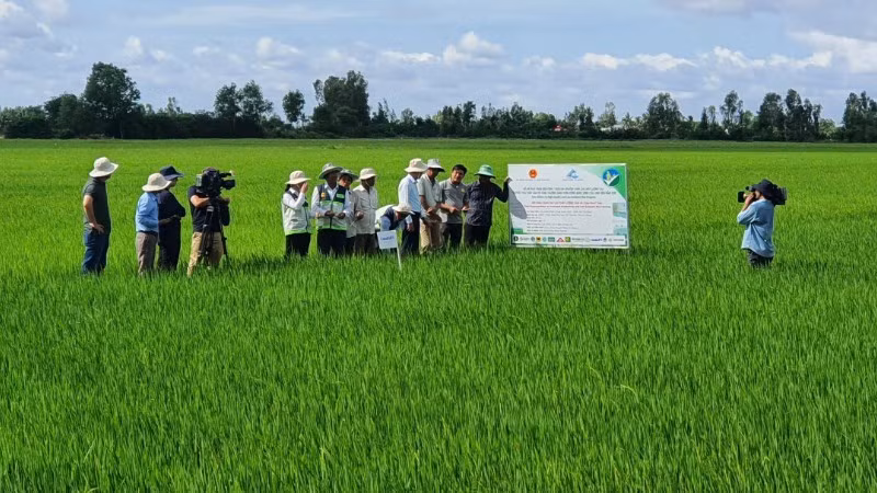 High-quality, low-emission rice cultivation in An Giang Province. (Photo: ANH NGUYET)