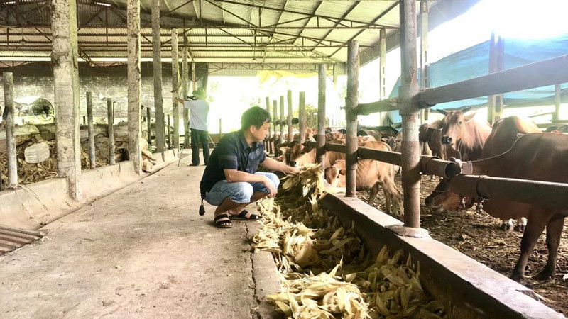 Livestock farming at Tien Thanh High-Tech Agricultural Cooperative, Yen Son District (Tuyen Quang Province).