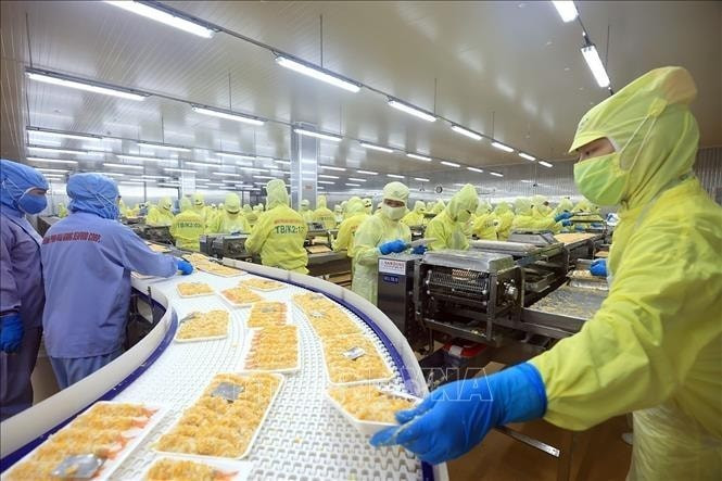 Vietnamese shrimp exporters focus on high-quality processing for the US market — the country’s largest export destination. (Photo: VNA)