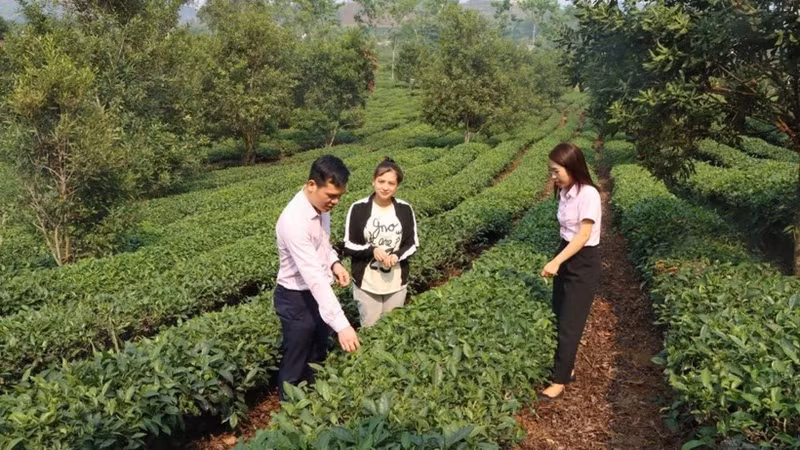 Policy credit officers in Son La regularly visit local communities to provide guidance on effective loan use.