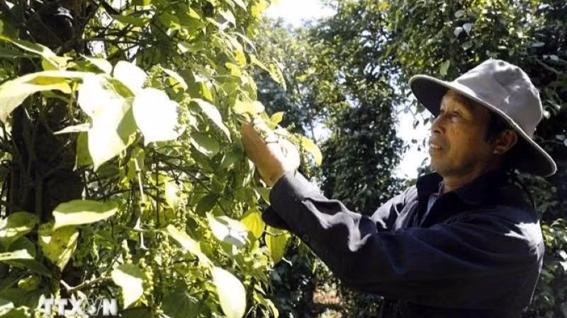 Farmers harvest pepper. (Photo: VNA)