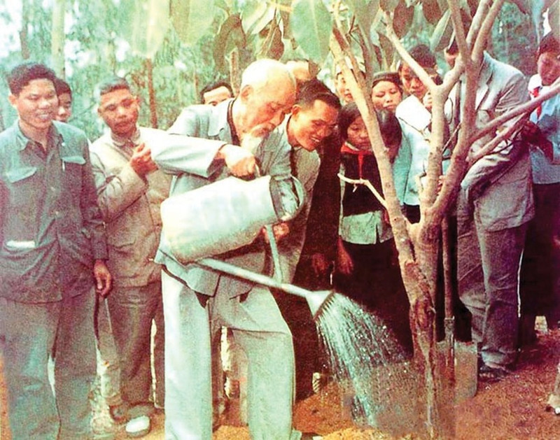 The banyan tree President Ho Chi Minh last planted in Vat Lai Commune, Ba Vi District, Ha Tay Province (now Ha Noi) on February 16, 1969, still spreads its shade today. (File photo)