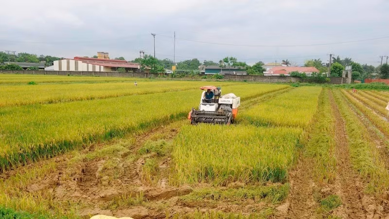 Rice harvesting in My Xuyen Commune, Ha Noi City. (Photo: DANG KHOA)