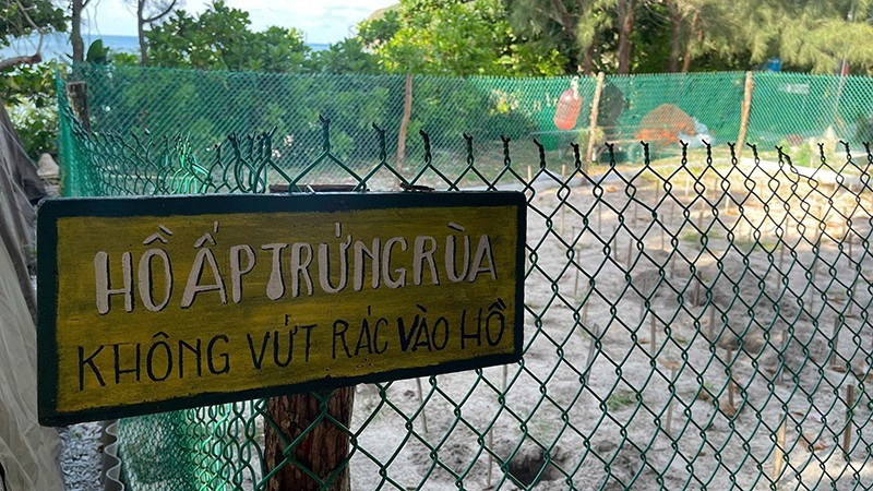 Con Dao is one of the most important sites in Viet Nam for sea turtle conservation programmes. (Photo: DINH NAM)