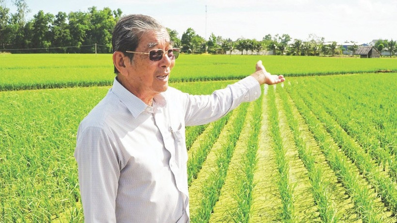 Agronomist-engineer Ho Quang Cua in a field of ST25 rice variety. (Photo: NGUYEN THANH PHONG)
