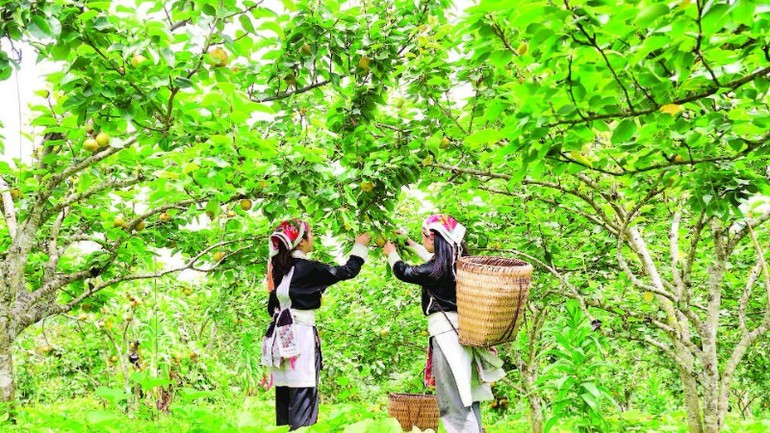 Residents harvest pears in Muong Hum Commune, Lao Cai Province. (Photo: TRUONG SON)