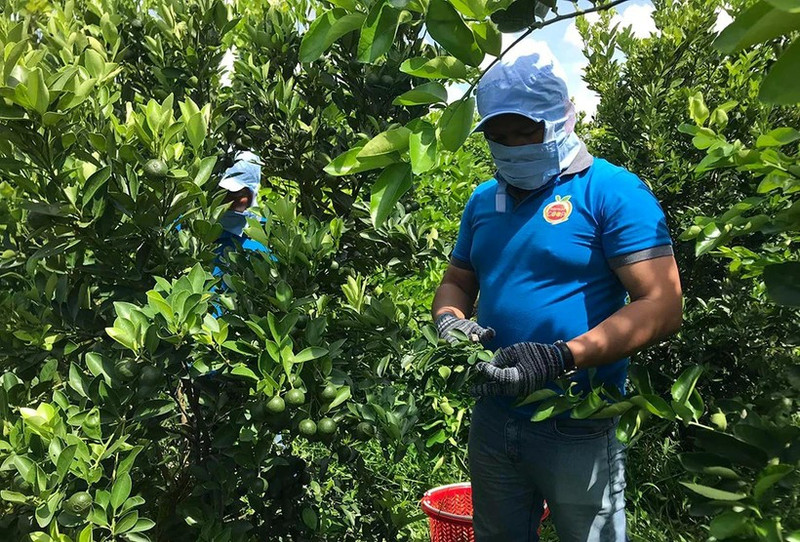 Harvesting seedless limes at OCOP Organic Fruit Cooperative (Photo provided by the cooperative)