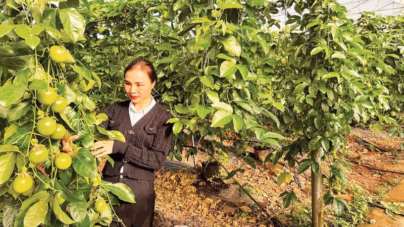 High-tech passion fruit cultivation in KDang Commune, Gia Lai Province.