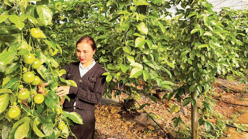 High-tech passion fruit cultivation in KDang Commune, Gia Lai Province.