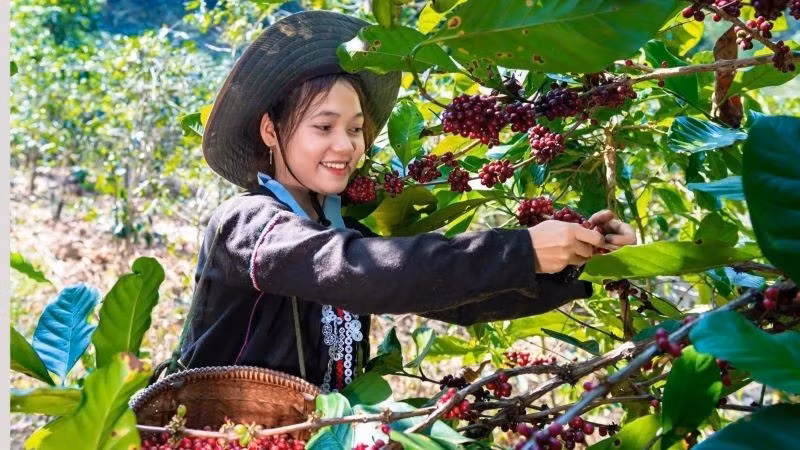 Van Kieu ethnic minority people in Quang Tri Province harvest coffee. (Photo: DUY DONG)