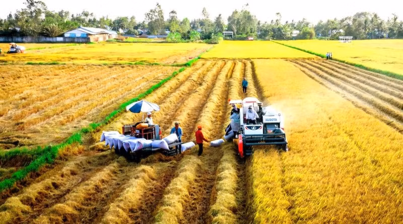The one-million-hectare low-emission rice project is expected to provide a sustainable pathway for the rice industry.