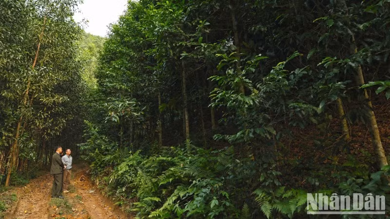 The Ministry of Agriculture and Environment promotes development of one million hectares of large timber plantations by 2030.