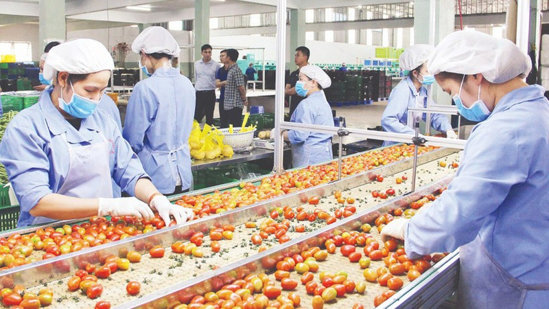 Lam Dong is making a strong shift towards an agricultural economy mindset. In the photo: High-tech vegetable production at PT Farm, Duc Trong Commune.