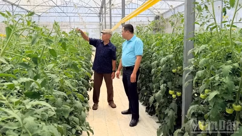 Farmer Tran Son Tay cares for his tomato garden.