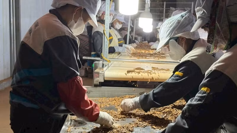 Spice production for export. (Photo: nhandan.vn)