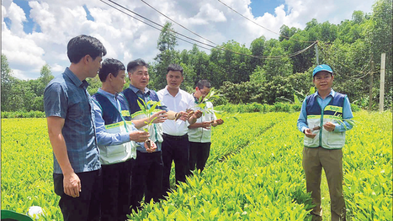 A forestry seedling nursery in Quang Tri Province that meets standards for sustainable forest management certification.