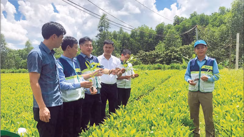 A forestry seedling nursery in Quang Tri Province that meets standards for sustainable forest management certification.