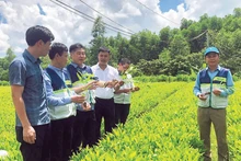 A forestry seedling nursery in Quang Tri Province that meets standards for sustainable forest management certification.