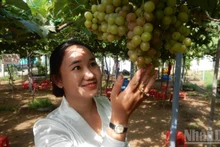 Bringing grapes to alluvial land for tourism