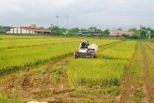 Rice harvesting in My Xuyen Commune, Ha Noi City. (Photo: DANG KHOA)
