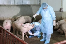 Since the beginning of this year, over 514 outbreaks have been reported in 28 out of 34 provinces and cities, with more than 30,000 pigs infected, killed or culled. (Illustrative photo: baochinhphu.vn)