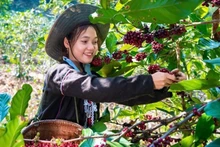 Van Kieu ethnic minority people in Quang Tri Province harvest coffee. (Photo: DUY DONG)
