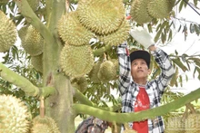 Durian output in Dong Thap Province is substantial, but quality remains inconsistent.