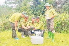 The application of digital technology helps the Son La forest ranger force to effectively carry out forest management and protection tasks.