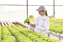 The Delco Farm smart farming model in Thuan Thanh Commune, Bac Ninh Province, is built and designed according to high-tech standards. (Photo: TUE NGHI)