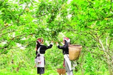 Residents harvest pears in Muong Hum Commune, Lao Cai Province. (Photo: TRUONG SON)
