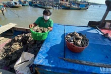 Farmers in Ho Chi Minh City harvest aquatic resources.