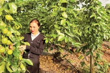 High-tech passion fruit cultivation in KDang Commune, Gia Lai Province.