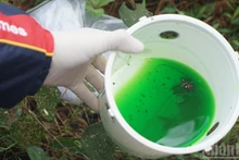 Samples of wood-damaging insects collected by scientists using traps for forest protection research. (Photo: TRUNG HUNG)