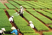 For more than six decades, the tree planting festival initiated by President Ho Chi Minh has become a cultural tradition each Spring.