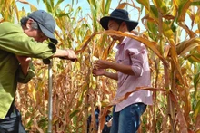 Soil core drilling activities to collect samples from perennial cultivation systems for the research project.