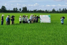 High-quality, low-emission rice cultivation in An Giang Province. (Photo: ANH NGUYET)