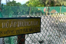 Con Dao is one of the most important sites in Viet Nam for sea turtle conservation programmes. (Photo: DINH NAM)