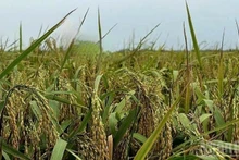 Autumn rice ready for harvest. (Photo: HNV)