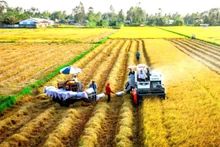 The one-million-hectare low-emission rice project is expected to provide a sustainable pathway for the rice industry.