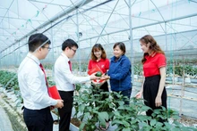 Green credit loan packages with preferential interest rates are encouraging customers to invest in high-tech agriculture. (Photo: KHAI CA)