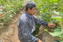 IPHM-based melon cultivation model in Bo Hamlet, Chieng An Ward, Son La City (Son La Province).