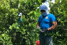 Harvesting seedless limes at OCOP Organic Fruit Cooperative (Photo provided by the cooperative)