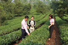 Policy credit officers in Son La regularly visit local communities to provide guidance on effective loan use.