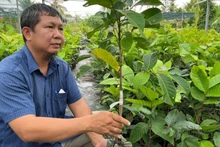 Local people in Cho Lach District produce seedlings for markets nationwide. (Photo: HOANG TRUNG)