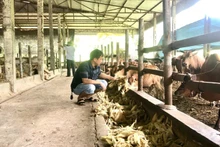 Livestock farming at Tien Thanh High-Tech Agricultural Cooperative, Yen Son District (Tuyen Quang Province).