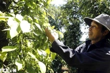 Farmers harvest pepper. (Photo: VNA)