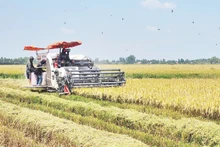 Farmers in An Giang Province harvest rice grown under the model of the 1 million hectare low-emission rice project. (Photo: Quoc Trinh)